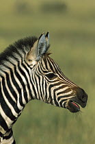 Burchell's Zebra (Equus burchellii) close-up portrait of a calf in profile, summer, Chobe National Park, Botswana