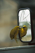 Golden Weaver (Ploceus xanthops) fighting with its own reflection in car mirror, Linyanti River, Botswana