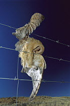 Barn Owl (Tyto alba) dead, entangled in barbed wire fence, Kalahari, South Africa