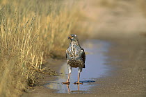 Pale Chanting-goshawk (Melierax canorus) adult standing in a puddle, Kgalagadi Transfrontier Park, South Africa