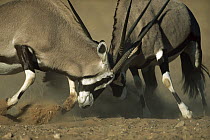 Gemsbok (Oryx gazella) two rams fighting, Kgalagadi Transfrontier Park, South Africa