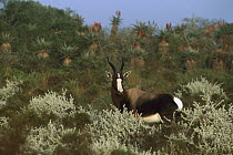 Bontebok (Damaliscus pygargus) adult, Bontebok National Park, South Africa