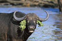 Cape Buffalo (Syncerus caffer) adult female at water hole with aquatic plants on her head, Sabi Sands Private Game Reserve, South Africa