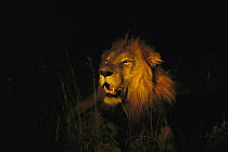 African Lion (Panthera leo) adult male roaring at night, Sabi Sands Private Game Reserve, South Africa