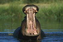 Hippopotamus (Hippopotamus amphibius) large bull threat-yawning in the Khwai River, Botswana