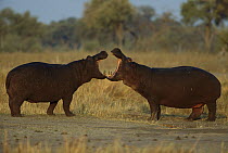Hippopotamus (Hippopotamus amphibius) two interacting, Khwai River, Botswana
