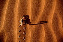 Thick-tailed Scorpion (Buthidae) walking on sand dune and casting a shadow, Namib-Naukluft National Park, Namibia