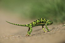 Flap-necked Chameleon (Chamaeleo dilepis) standing on its tip-toes in the hot sand, summer, Sabi Sands Private Game Reserve, South Africa