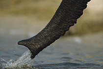 African Elephant (Loxodonta africana) shooting water from its trunk, Chobe River, Botswana