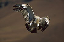 Cape Vulture (Gyps coprotheres) flying with wings spread and feet outstretched as it prepares to land, Giants Castle, Drakensburg, South Africa