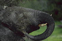 African Elephant (Loxodonta africana) bull sprays itself dwon with muddy water, Savuti, Chobe National Park, Botswana