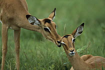 Impala (Aepyceros melampus) pair, summer, Savuti, Chobe National Park, Bostwana