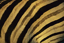 Burchell's Zebra (Equus burchellii) close-up of stripes on flanks, Itala Game Reserve, South Africa