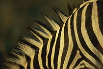 Burchell's Zebra (Equus burchellii) close-up of stripes on neck, Itala Game Reserve, South Africa