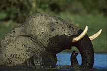 African Elephant (Loxodonta africana) bull in waterhole in summer, Savuti, Chobe National Park, Botswana