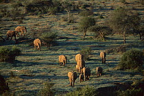 African Elephant (Loxodonta africana) herd walking through sparse woodland, Savuti, Chobe National Park, Botswana