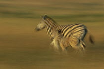 Burchell's Zebra (Equus burchellii) adult and foal running across grasslands of Itala Game Reserve, South Africa