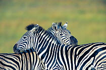 Burchell's Zebra (Equus burchellii) two adults crossing necks, Itala Game Reserve, South Africa