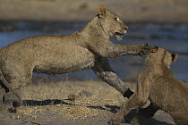 African Lion (Panthera leo) play-fighting, summer, Moremi Wildlife Reserve, Botswana