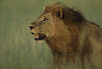 African Lion (Panthera leo) portrait, Savuti, Chobe National Park, Botswana