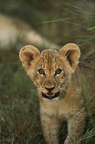 African Lion (Panthera leo) cub, Okavango Delta, Botswana