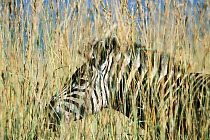 Burchell's Zebra (Equus burchellii) standing in tall grass, Itala Game Reserve, South Africa