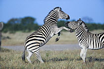 Burchell's zebra (Equus burchellii) stallions sparring, Savuti, Chobe National Park, Botswana