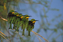 Little Bee-eater (Merops pusillus), Kasai Channel, Caprivi Strip, Namibia