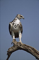 Martial Eagle (Polemaetus bellicosus) immature, Chobe River, Savuti, Chobe National Park, Botswana