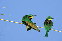 Little Bee-eater (Merops pusillus) pair perching on branch, Kasai Channel, Caprivi Strip, Namibia