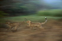 Cheetah (Acinonyx jubatus) pair running in spring, Phinda Game Reserve, South Africa