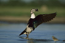 Comb Duck (Sarkidiornis melanotos) male taking flight, Savuti, Chobe National Park, Botswana