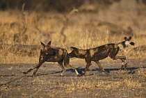 African Wild Dog (Lycaon pictus) adults playing, endangered, Moremi Wildlife Reserve, Botswana