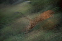 Leopard (Panthera pardus) female leaping, winter, Malamala Game Reserve, South Africa