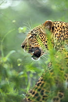 Leopard (Panthera pardus) portrait, Sabi Sand Game Reserve, South Africa