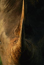 Black Rhinoceros (Diceros bicornis) close-up of horns, Itala Game Reserve, South Africa