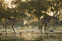Southern Giraffe (Giraffa giraffa) pair drinking at dusk, Moremi Wildlife Reserve, Botswana