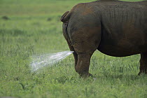 White Rhinoceros (Ceratotherium simum) bull spraying urine, Itala Game Reserve, South Africa