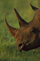 Black Rhinoceros (Diceros bicornis) side profile view of face, Itala Game Reserve, South Africa