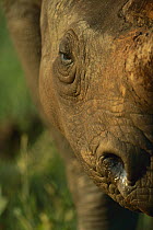 Black Rhinoceros (Diceros bicornis) close-up of face, Itala Game Reserve, South Africa