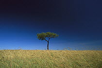 Umbrella Thorn (Acacia tortilis) stands out against the dry grasslands of Masai Mara National Reserve, Kenya