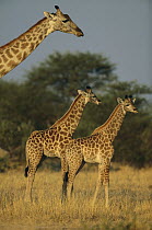 Southern Giraffe (Giraffa giraffa) mother with two juveniles, Savuti, Chobe National Park, Botswana