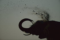 African Elephant (Loxodonta africana) bull taking dust bath, Chobe River, Caprivi Strip, Namibia