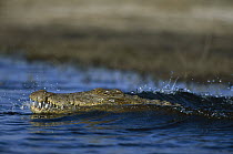 Nile Crocodile (Crocodylus niloticus), Chobe River, Botswana