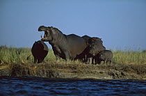 Hippopotamus (Hippopotamus amphibius) group, Chobe River, Botswana