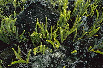 Ferns growing from two year old lava flow, Reunion Island, Indian Ocean