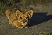 African Lion (Panthera leo) cub, summer, Savuti, Chobe National Park, Botswana