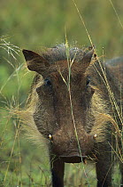 Cape Warthog (Phacochoerus aethiopicus), Itala Game Reserve, South Africa