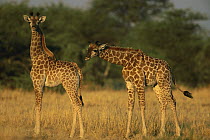 Southern Giraffe (Giraffa giraffa) two juveniles, Savuti, Chobe National Park, Botswana