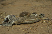 Cape Ground Squirrel (Xerus inauris) stretching, Kgalagadi Transfrontier Park, South Africa